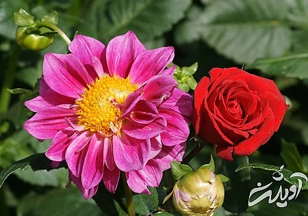 تصویر گل،گل رز قرمز عکس های گل, تصاویر گل های زیبا